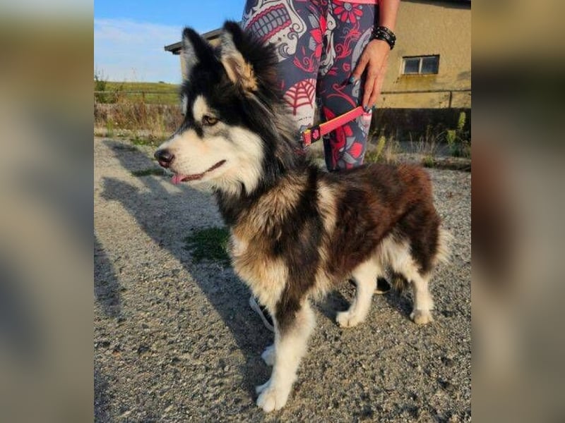 Lila, Malamute Mischling