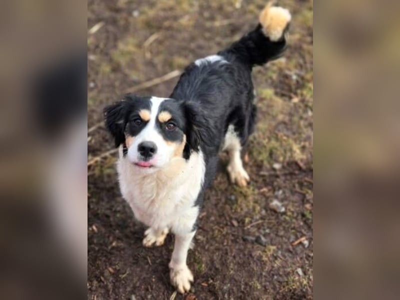 Bibi, Border Collie Mischling