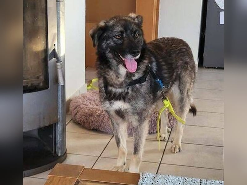 Ana, Mischling
