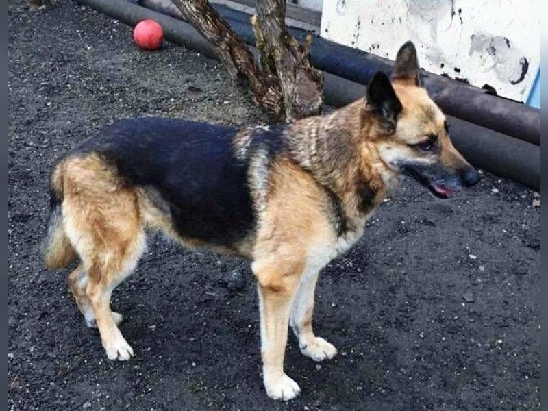 Axa, Schäferhund Mischling