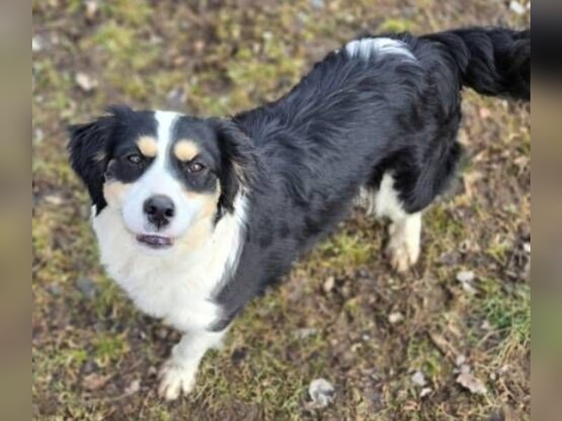 Bibi, Border Collie Mischling