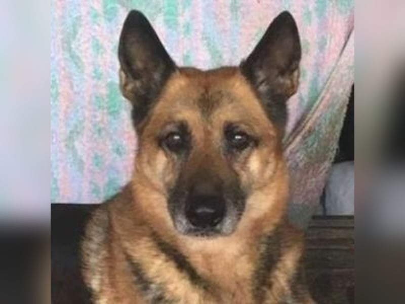 Axa, Schäferhund Mischling