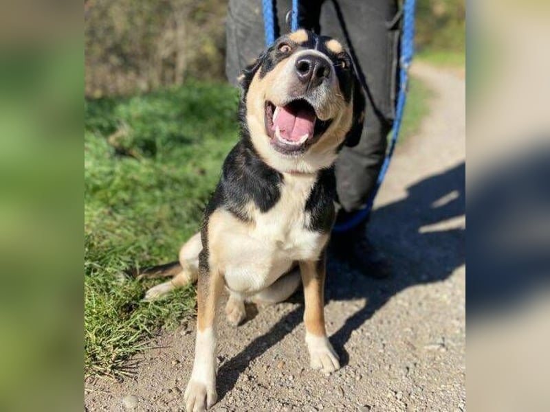Daphne, Appenzeller Sennenhund Mischling