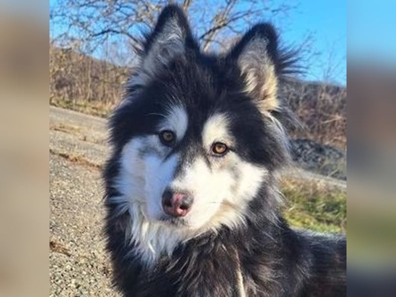 Lila, Malamute Mischling
