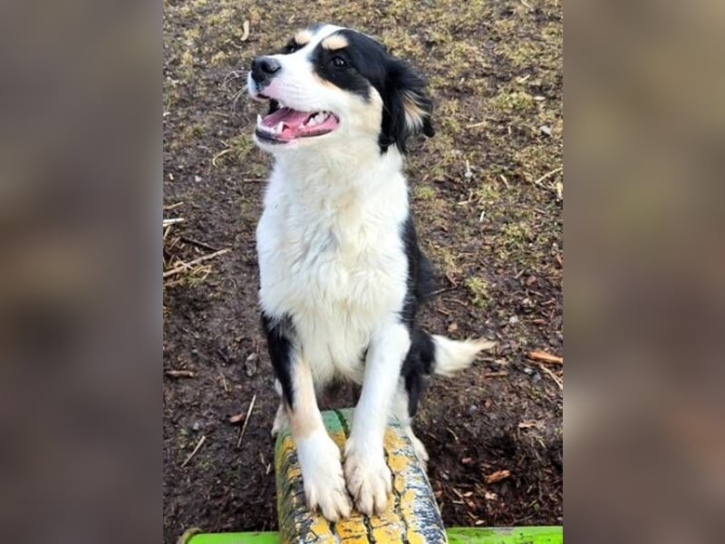 Bibi, Border Collie Mischling