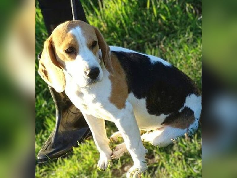 Gina, Beagle Mischling