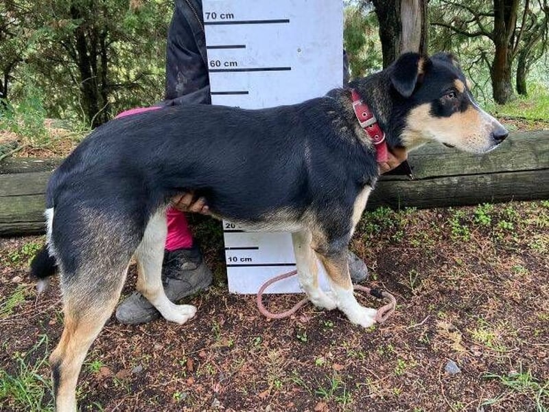 Daphne, Appenzeller Sennenhund Mischling