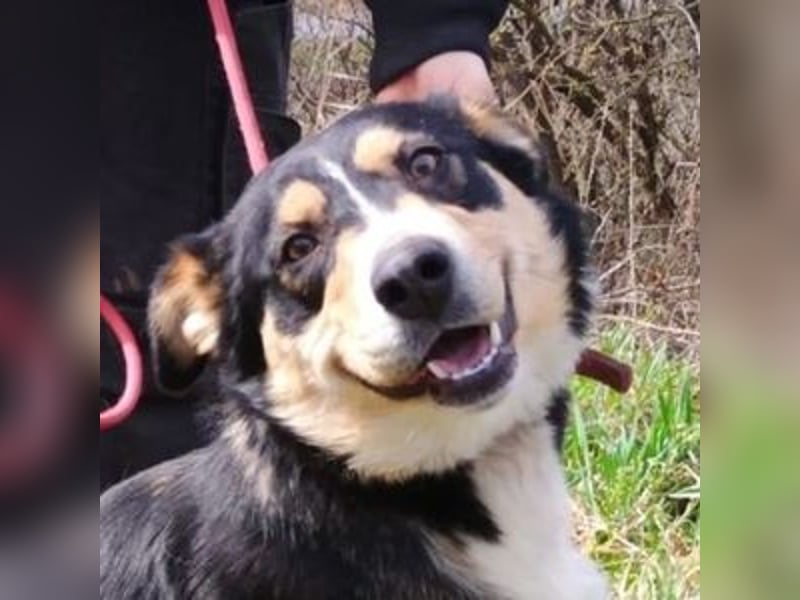 Daphne, Appenzeller Sennenhund Mischling