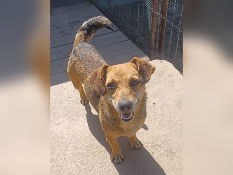 Peaches sucht ihre Familie