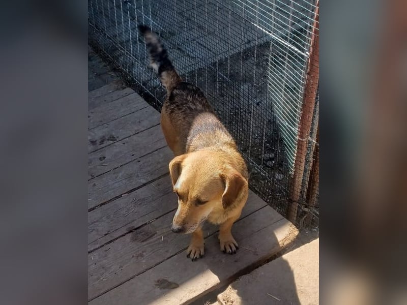 Peaches sucht ihre Familie