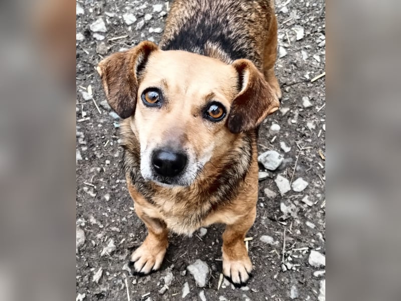 Peaches sucht ihre Familie