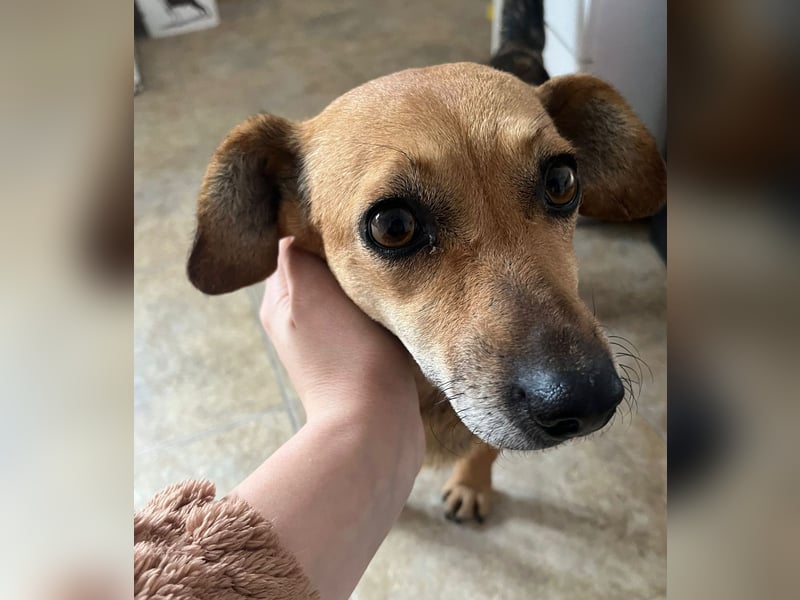 Peaches sucht ihre Familie