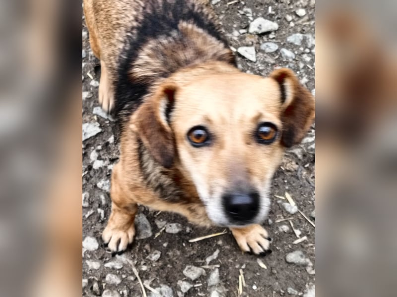 Peaches sucht ihre Familie
