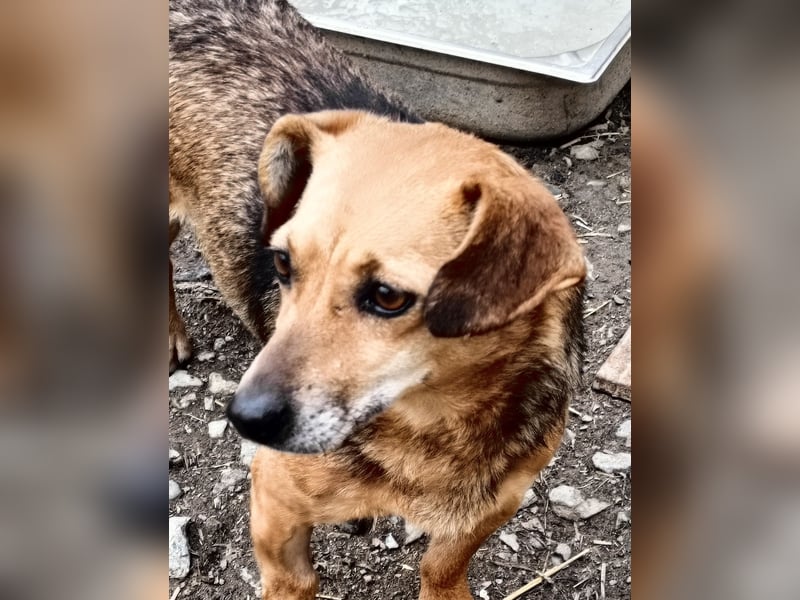 Peaches sucht ihre Familie