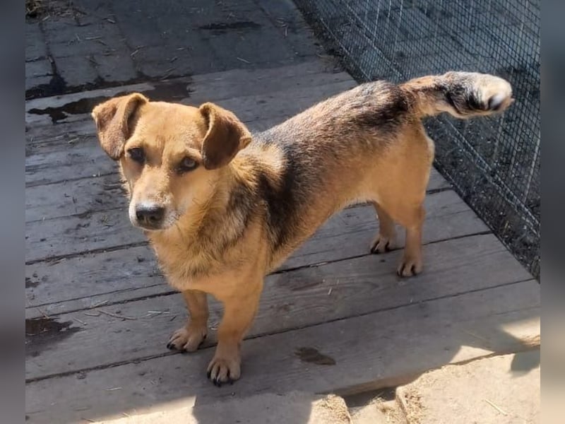 Peaches sucht ihre Familie