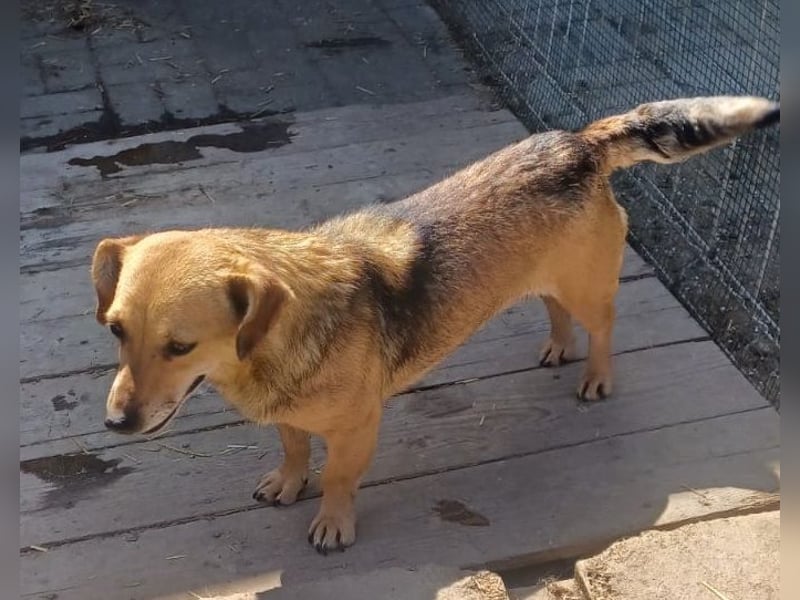 Peaches sucht ihre Familie