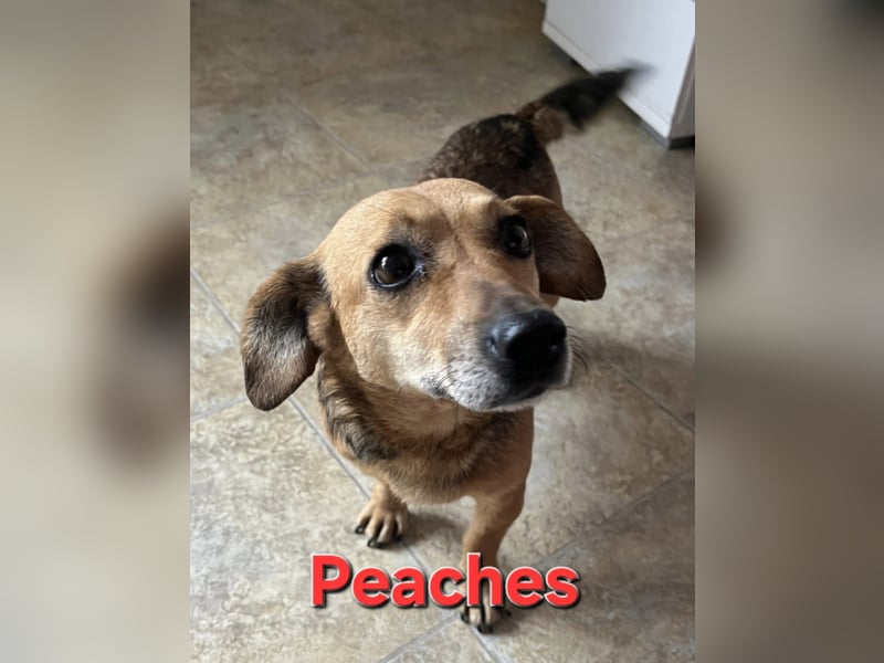 Peaches sucht ihre Familie