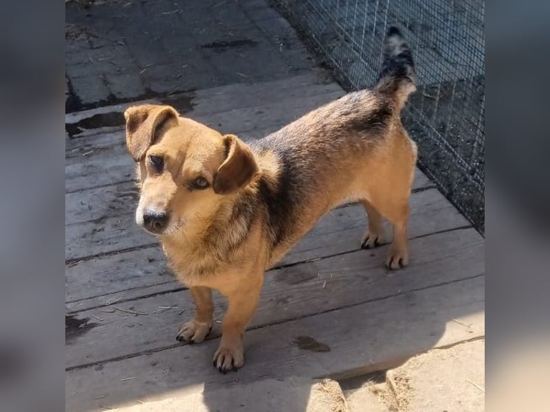 Peaches sucht ihre Familie
