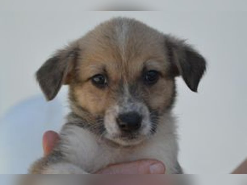 Amora, ein geretteter (weiblicher) Welpe aus einer verlassenen Ruine in Portugal