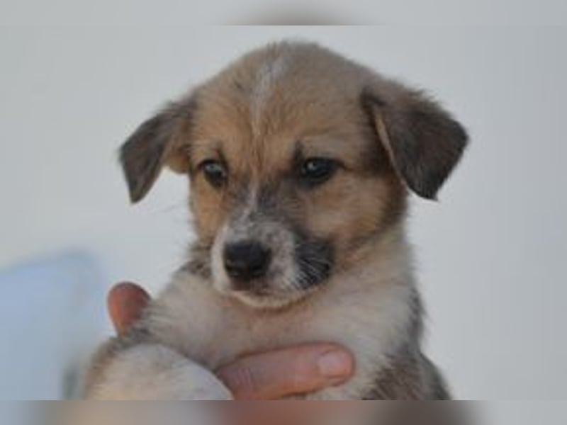 Amora, ein geretteter (weiblicher) Welpe aus einer verlassenen Ruine in Portugal
