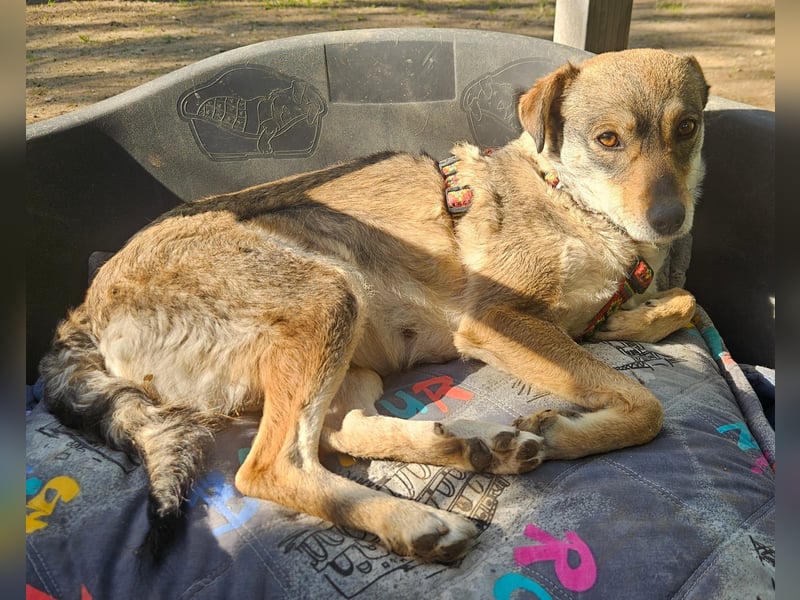 Adina unser Herzenshund...