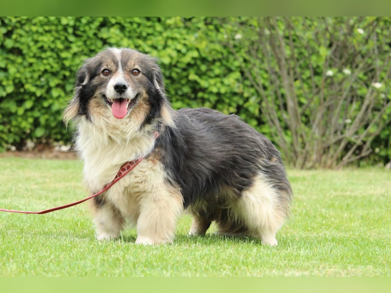 Maya - ein Traum von Hund..
