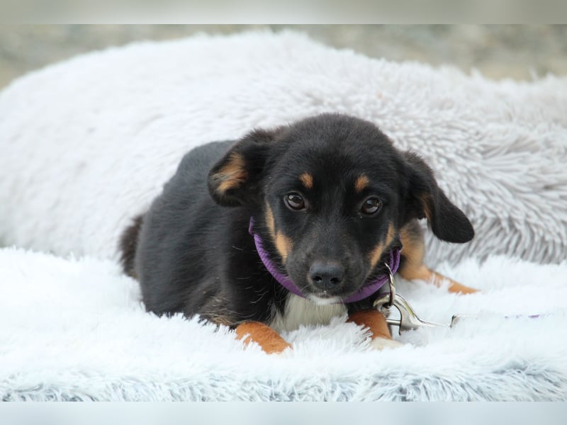 Kleine Herzenshündin Linina sucht ihr Zuhause für immer
