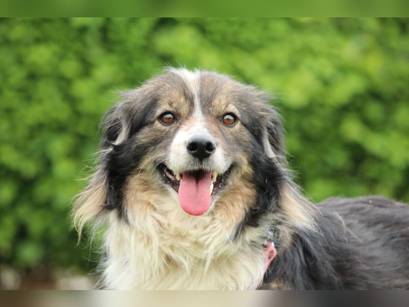 Maya - ein Traum von Hund..