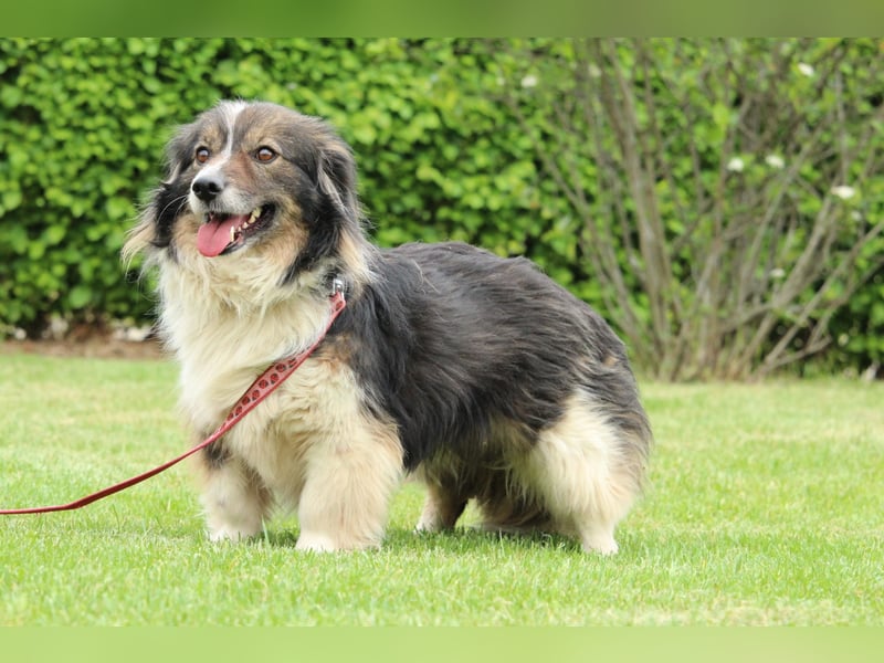 Maya - ein Traum von Hund..