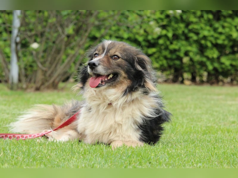 Maya - ein Traum von Hund..
