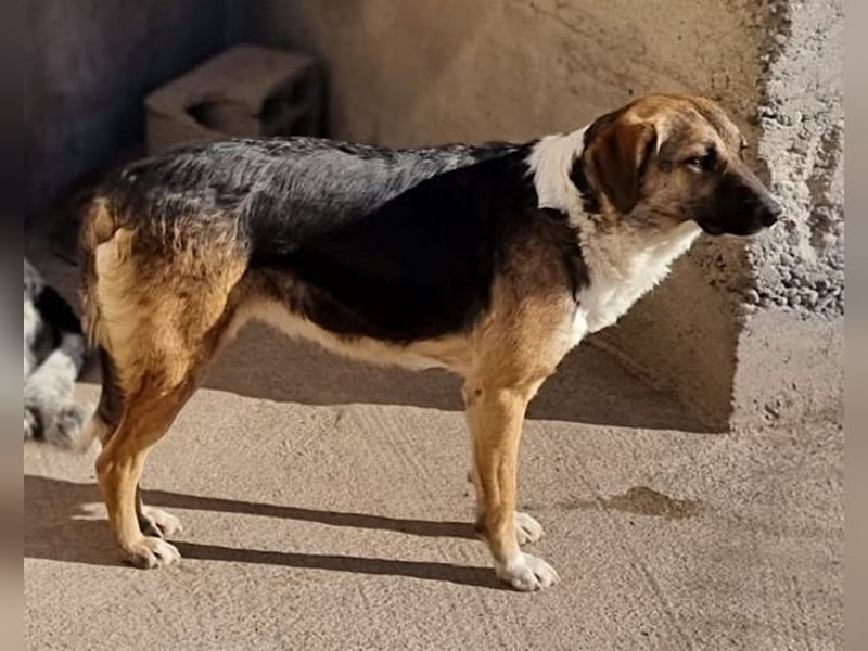 KORA❤️sanfte Seele sucht sehnsüchtig ein liebevolles Zuhause & Geborgenheit