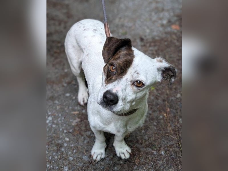 Kleine ♥ Abbie ♥ Schmusemaus wartet bereits in 63820 Elsenfeld auf ihre Menschen