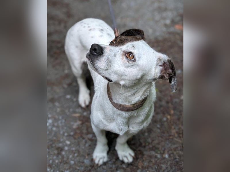 Kleine ♥ Abbie ♥ Schmusemaus wartet bereits in 63820 Elsenfeld auf ihre Menschen