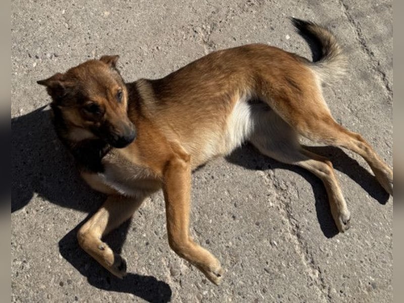 CHIARA❤️charmant, sozial, offenherzig und sucht dringend ihr Für-Immer-Nest