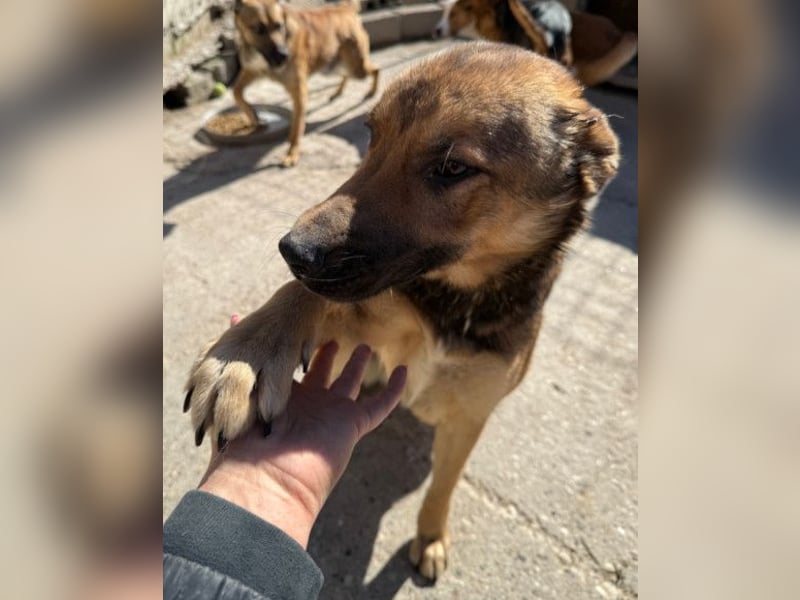 CHIARA❤️charmant, sozial, offenherzig und sucht dringend ihr Für-Immer-Nest