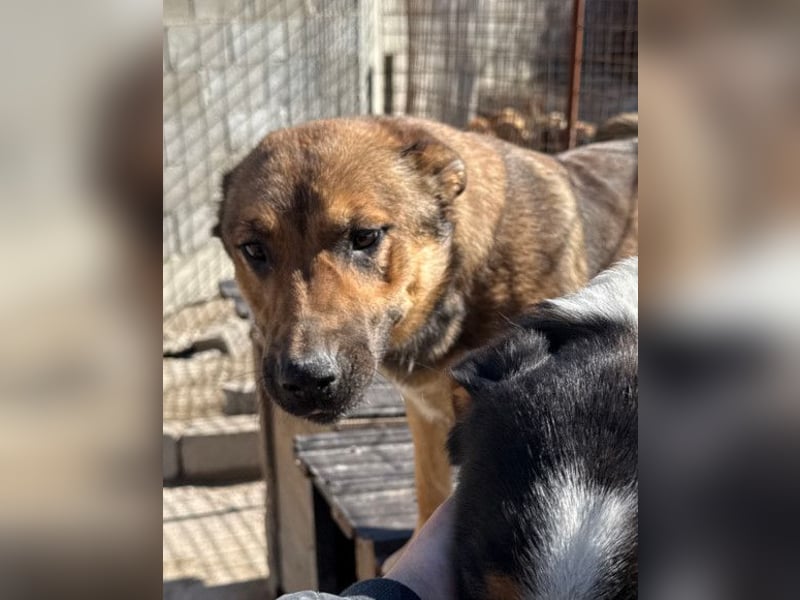 CHIARA❤️charmant, sozial, offenherzig und sucht dringend ihr Für-Immer-Nest