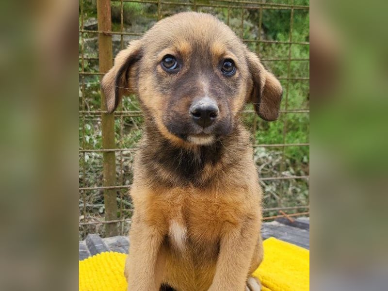 ♥Fina♥ süßes Welpenherz sucht ihr Zuhause