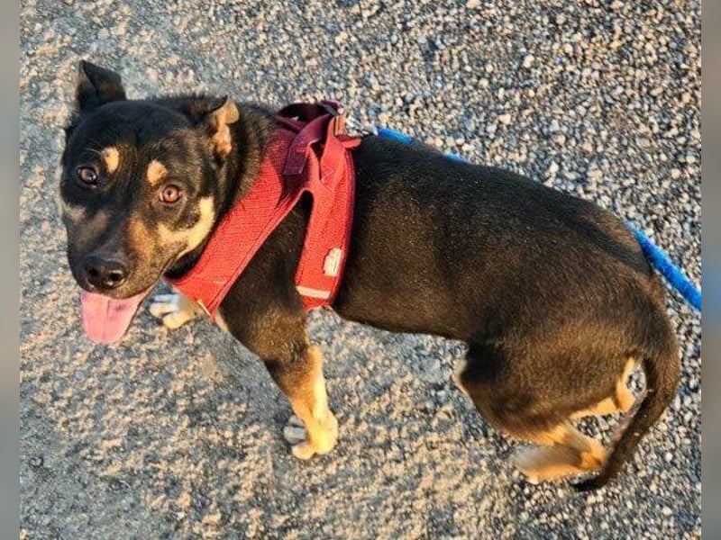 Süße ♥Stella♥ treuer Schatz auf 4 Pfoten
