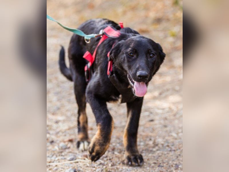 Große ♥ Dora ♥ großer Fellschatz auf 4 Pfoten