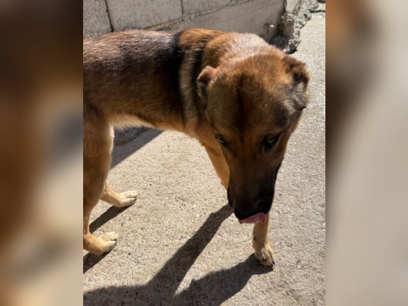 CHIARA❤️charmant, sozial, offenherzig und sucht dringend ihr Für-Immer-Nest