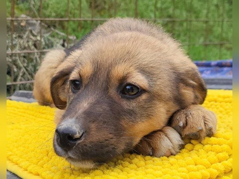 ♥Fina♥ süßes Welpenherz sucht ihr Zuhause