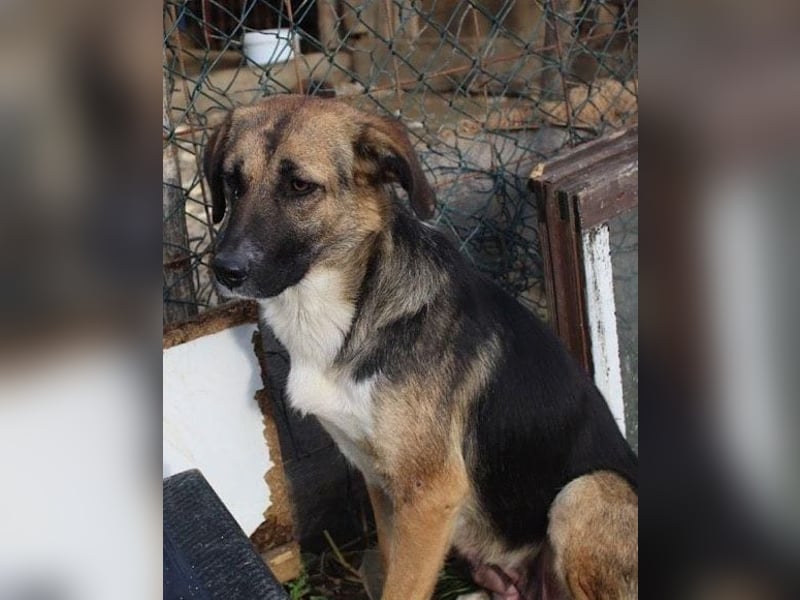 KORA❤️sanfte Seele sucht sehnsüchtig ein liebevolles Zuhause & Geborgenheit