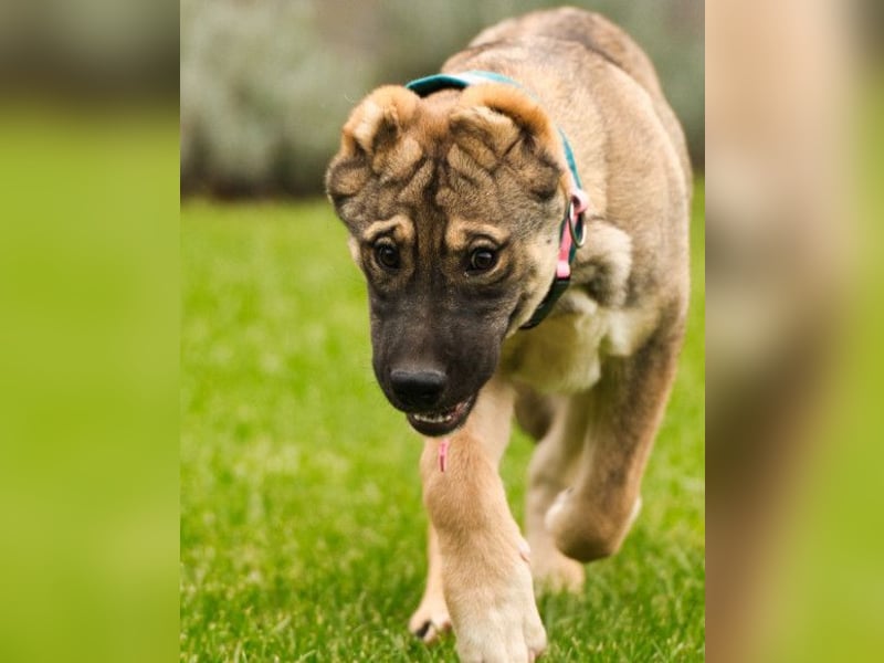 LOTTIE❤️HSH-Mix-Hündin: eine wahre Frohnatur und treue Begleiterin