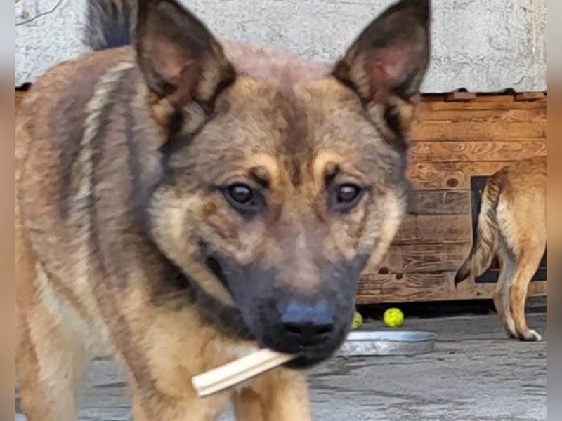 CHIARA❤️charmant, sozial, offenherzig und sucht dringend ihr Für-Immer-Nest