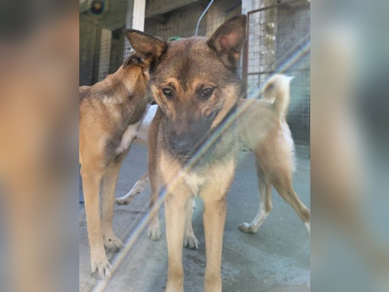 CHIARA❤️charmant, sozial, offenherzig und sucht dringend ihr Für-Immer-Nest