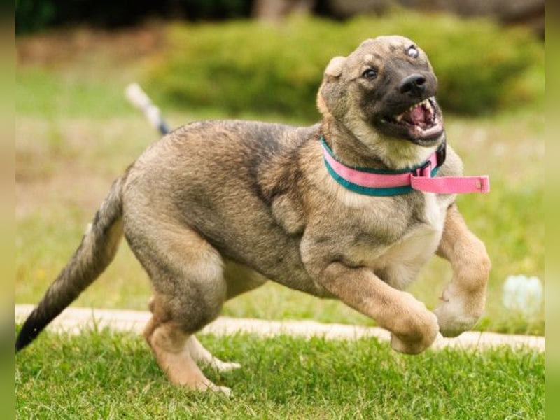 LOTTIE❤️HSH-Mix-Hündin: eine wahre Frohnatur und treue Begleiterin