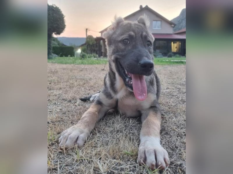 LOTTIE❤️HSH-Mix-Hündin: eine wahre Frohnatur und treue Begleiterin