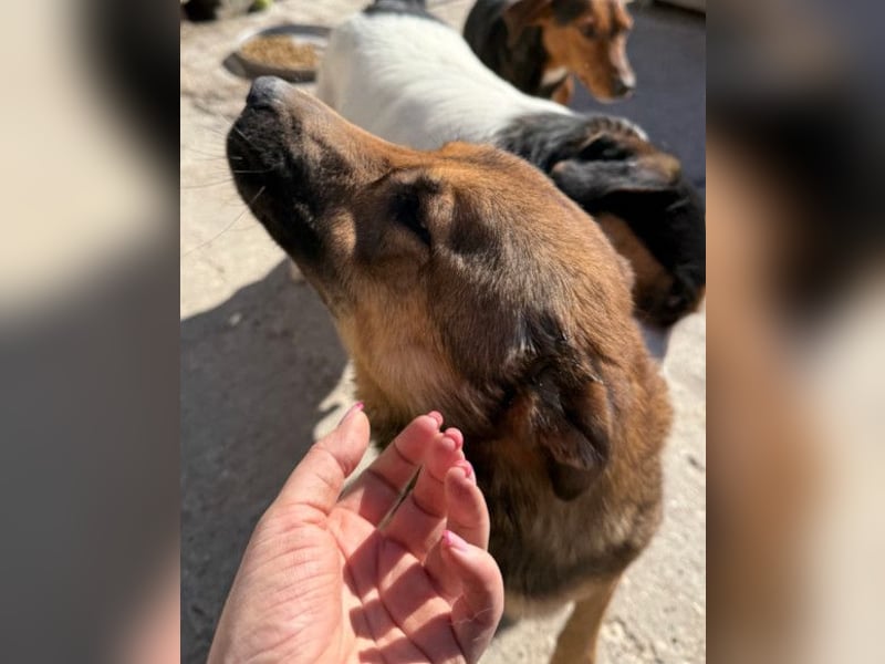 CHIARA❤️charmant, sozial, offenherzig und sucht dringend ihr Für-Immer-Nest