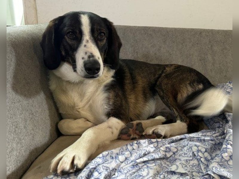 Liebe ♥Linda♥ ein besonderer Fellschatz