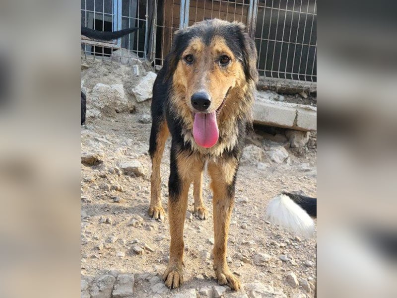 Zuckerschnute Savannah: ist reisefertig